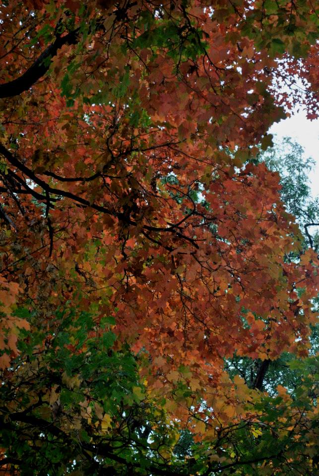 Fall tips for vata, pitta and kapha