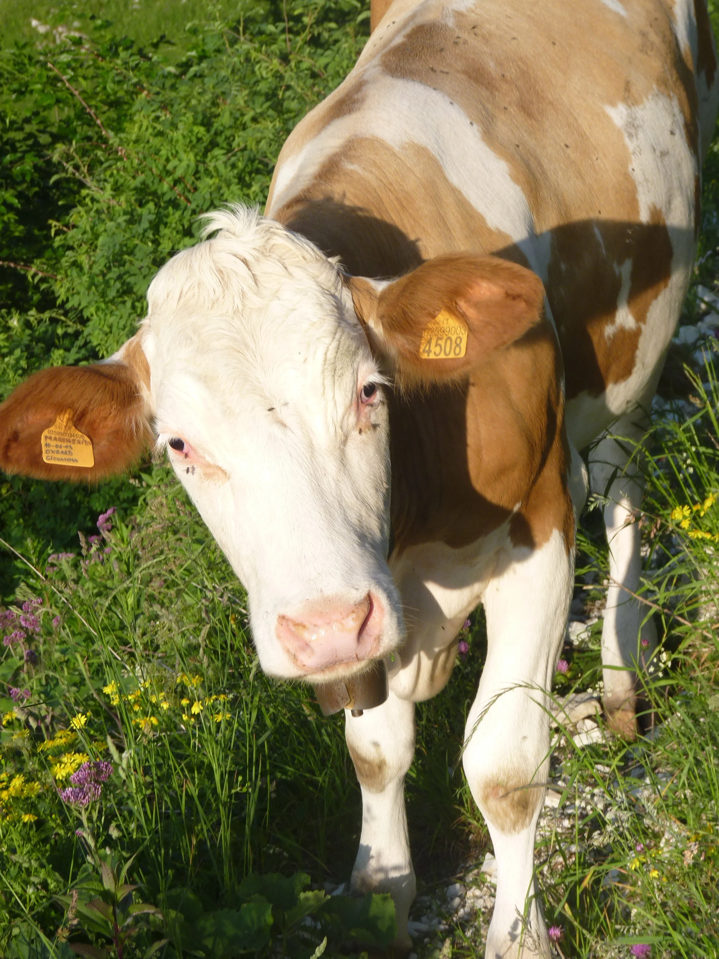 6 Good Reasons to be Vegetarian