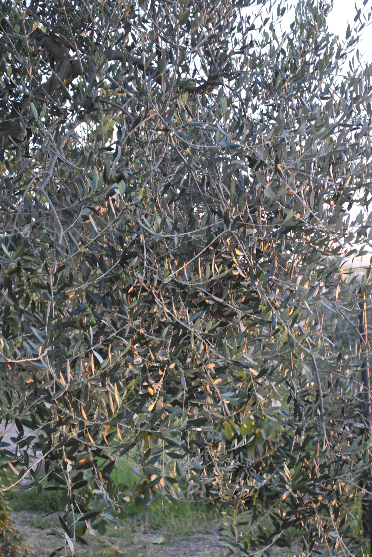 Sunset on a Tuscan olive by Sadananda