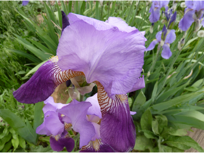 Aroma of propolis, beeswax, honey Mingles with lilac and iris Fragrant May garden!