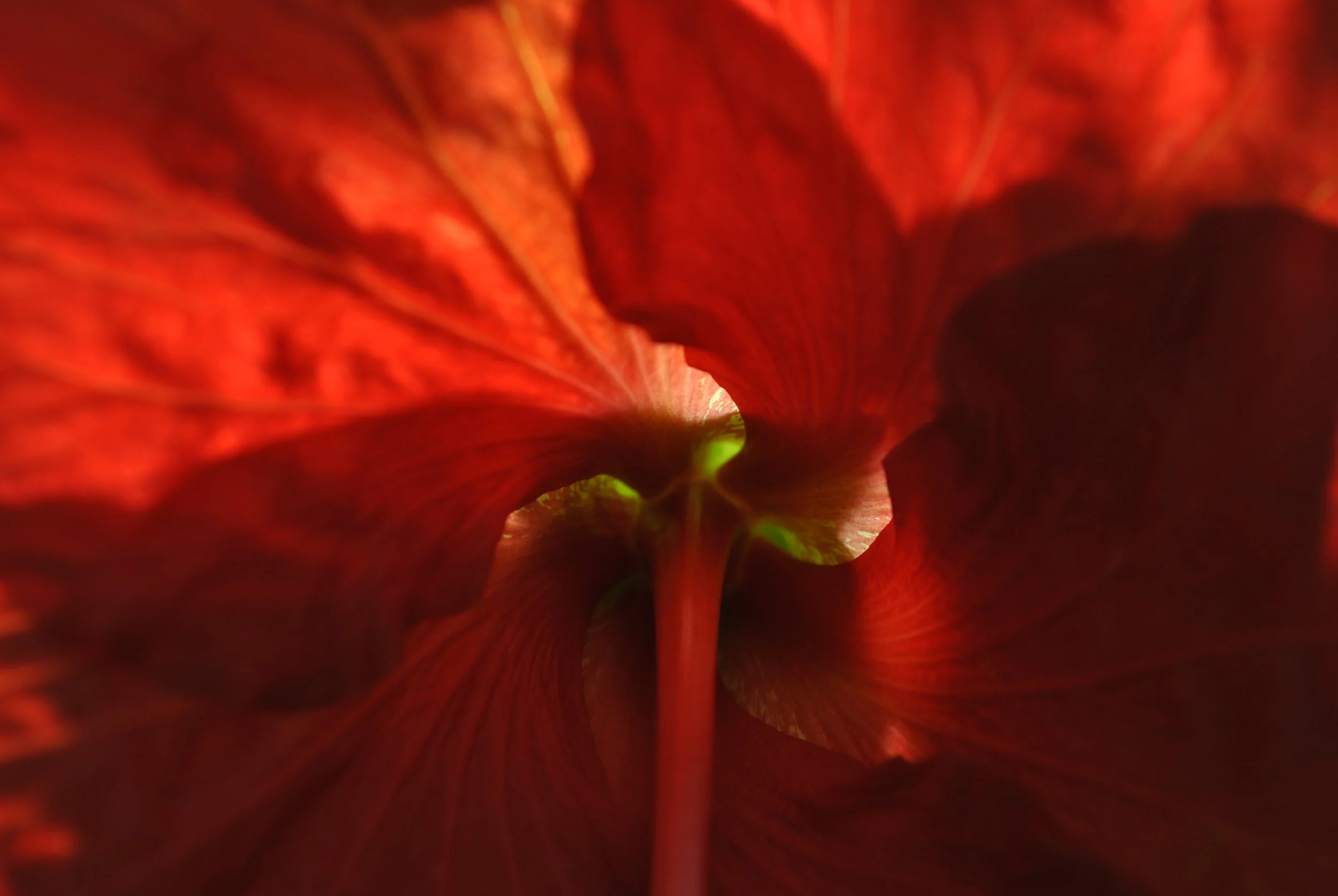Hibiscus by Sadananda (a great remedy for heavy or painful menses)