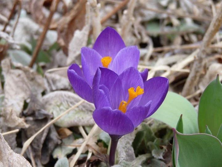 Preparing for your spring cleanse