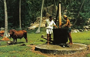 Traditional bullock-powered coconut oil mill. Dried coconuts are crushed and oil is squeezed out. (Photo credit: Wikipedia )