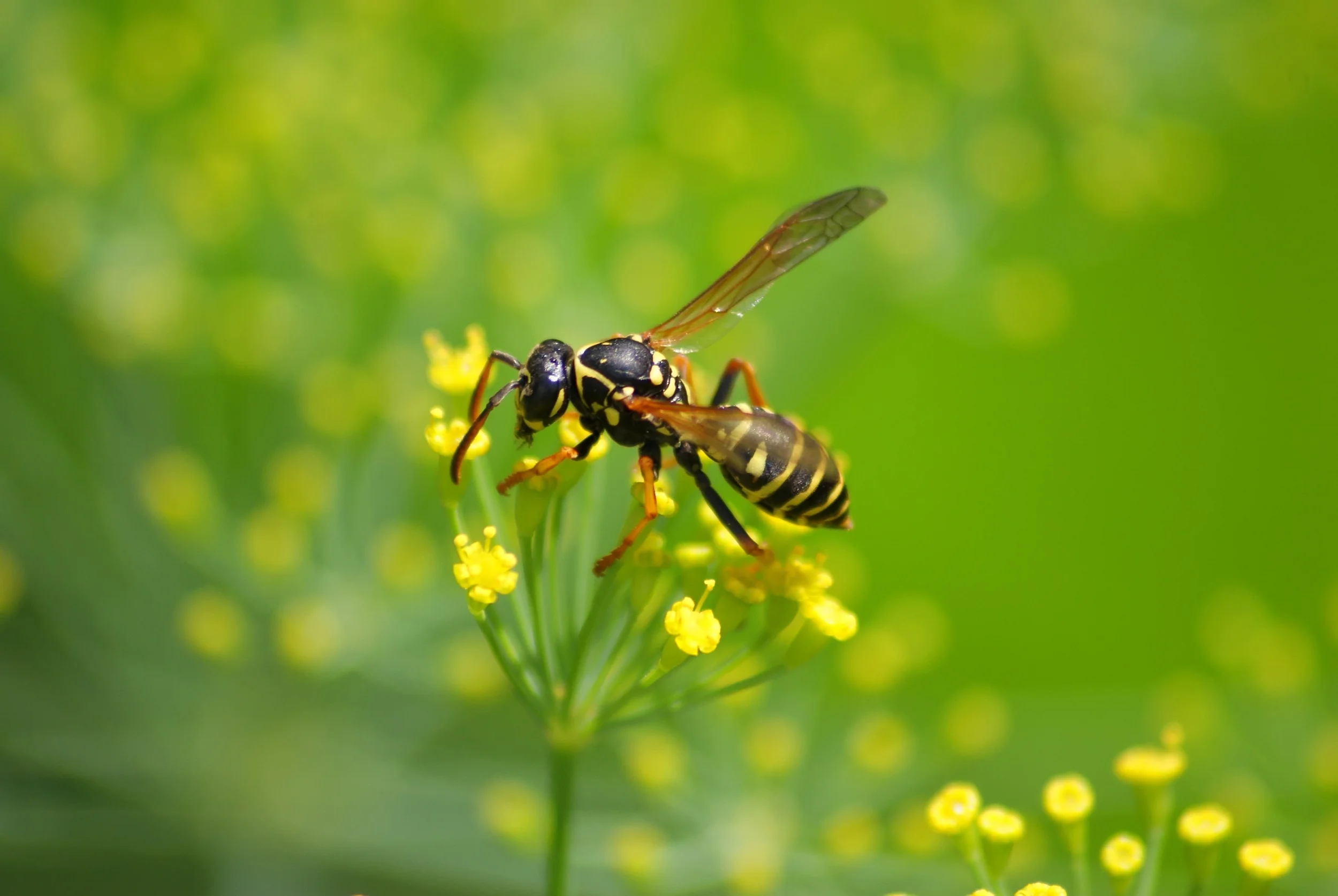 Home remedies for bites and stings