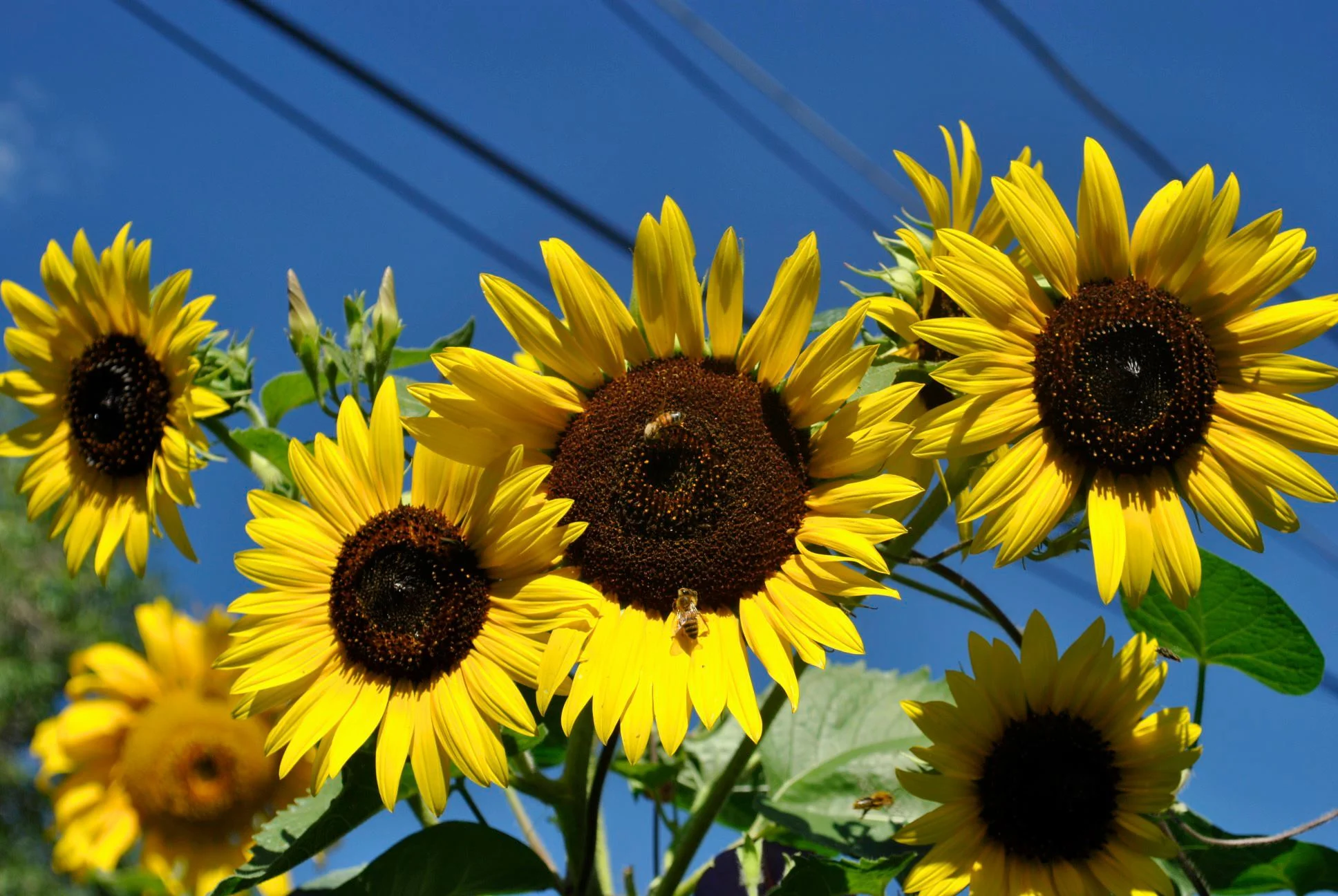 Home Remedies for Sun Exposure