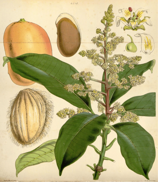 Mango Home Remedies