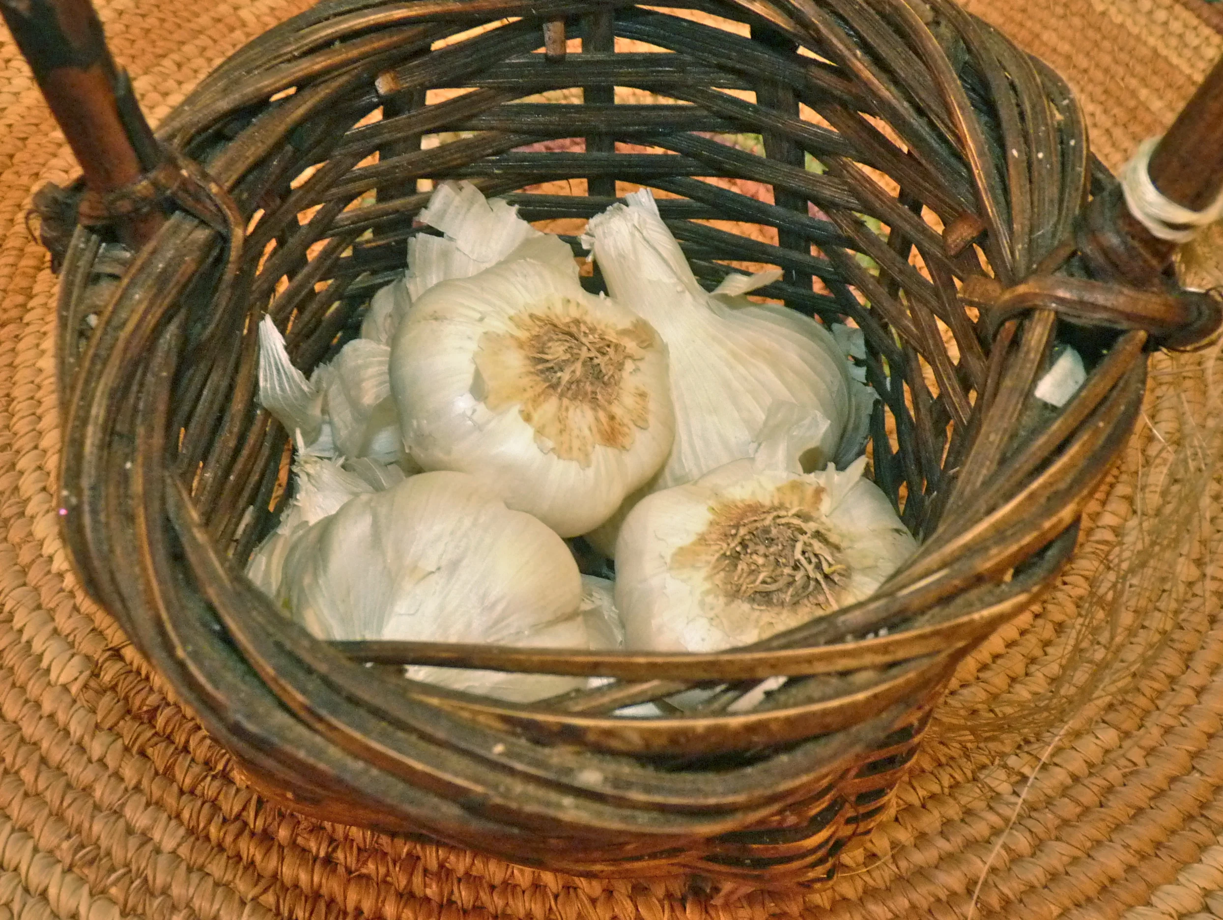 Garlic: Cloves of immortality
