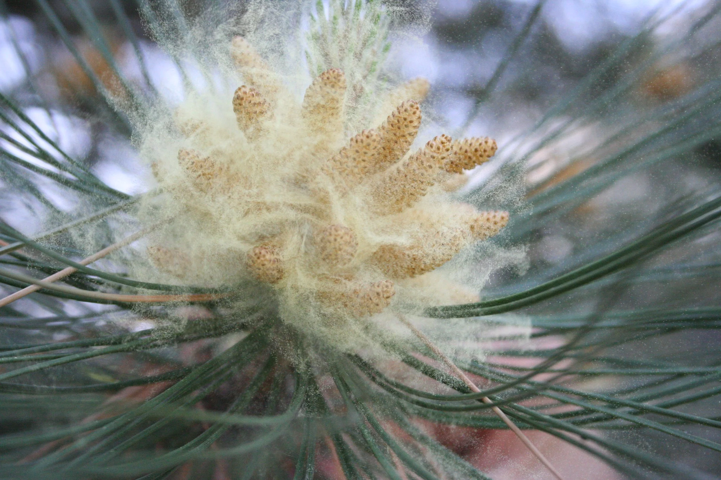 Conifer_pollen.jpeg