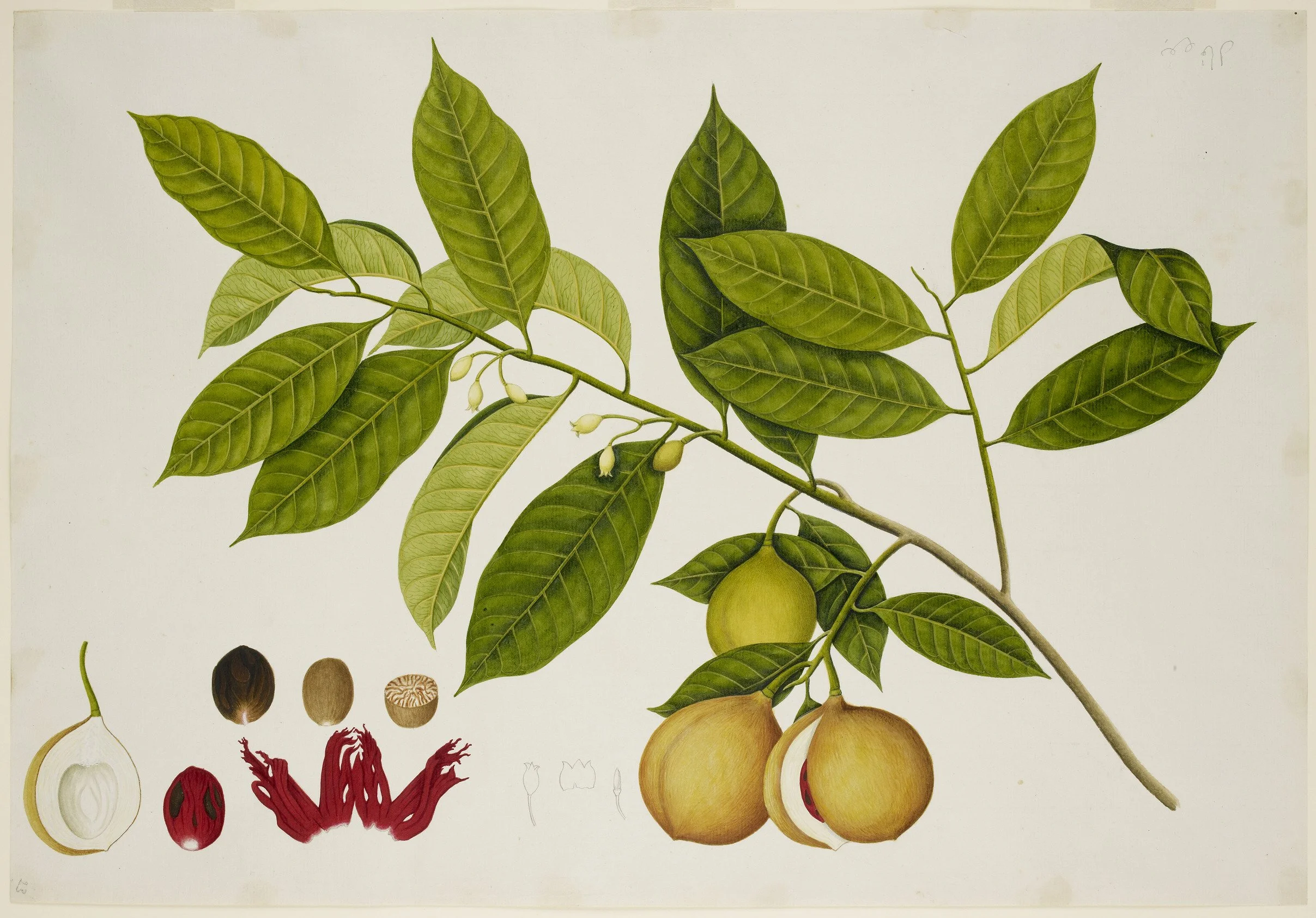 Nutmeg_Tree_-_40_drawings_of_plants_at_Bencoolen,_Sumatra_(c.1824)_-_BL_NHD_48-23.jpg