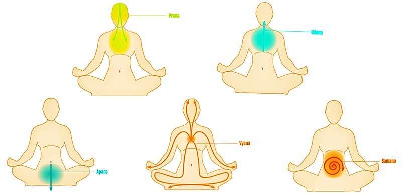 Yoga and Ayurveda: Introducing the five pranas — Alandi Ayurveda