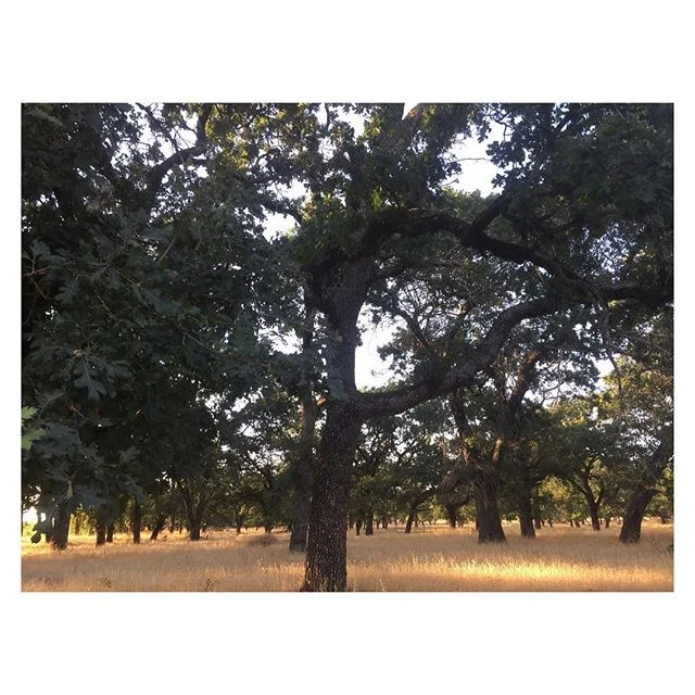 golden hour in Cali .
.
.
.
#mytinyatlas #nofilter #goodlight #travel #california #summer