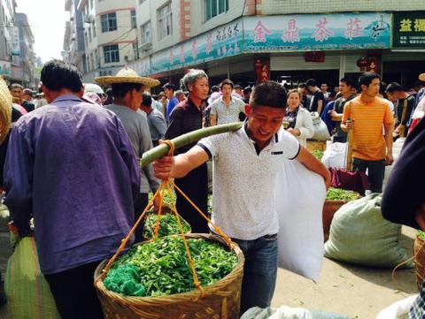 Fu Ding White Tea Fresh Leaf Market