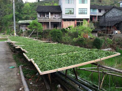Sun Drying White Tea