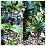 Healthy leaf on the right, opposite leaves on the right. 