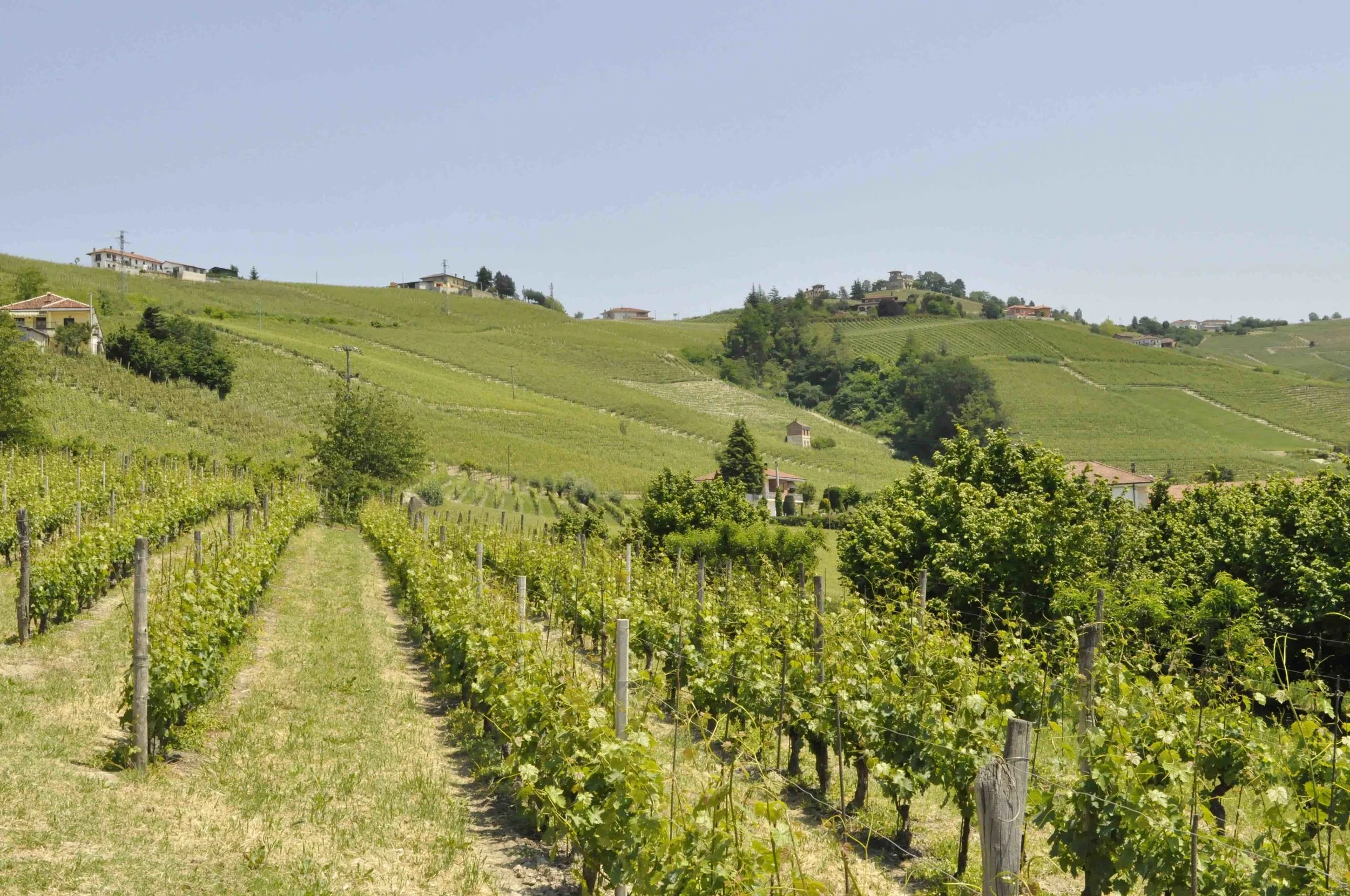 Gigondas Vineyards AOC, Rhone Valley