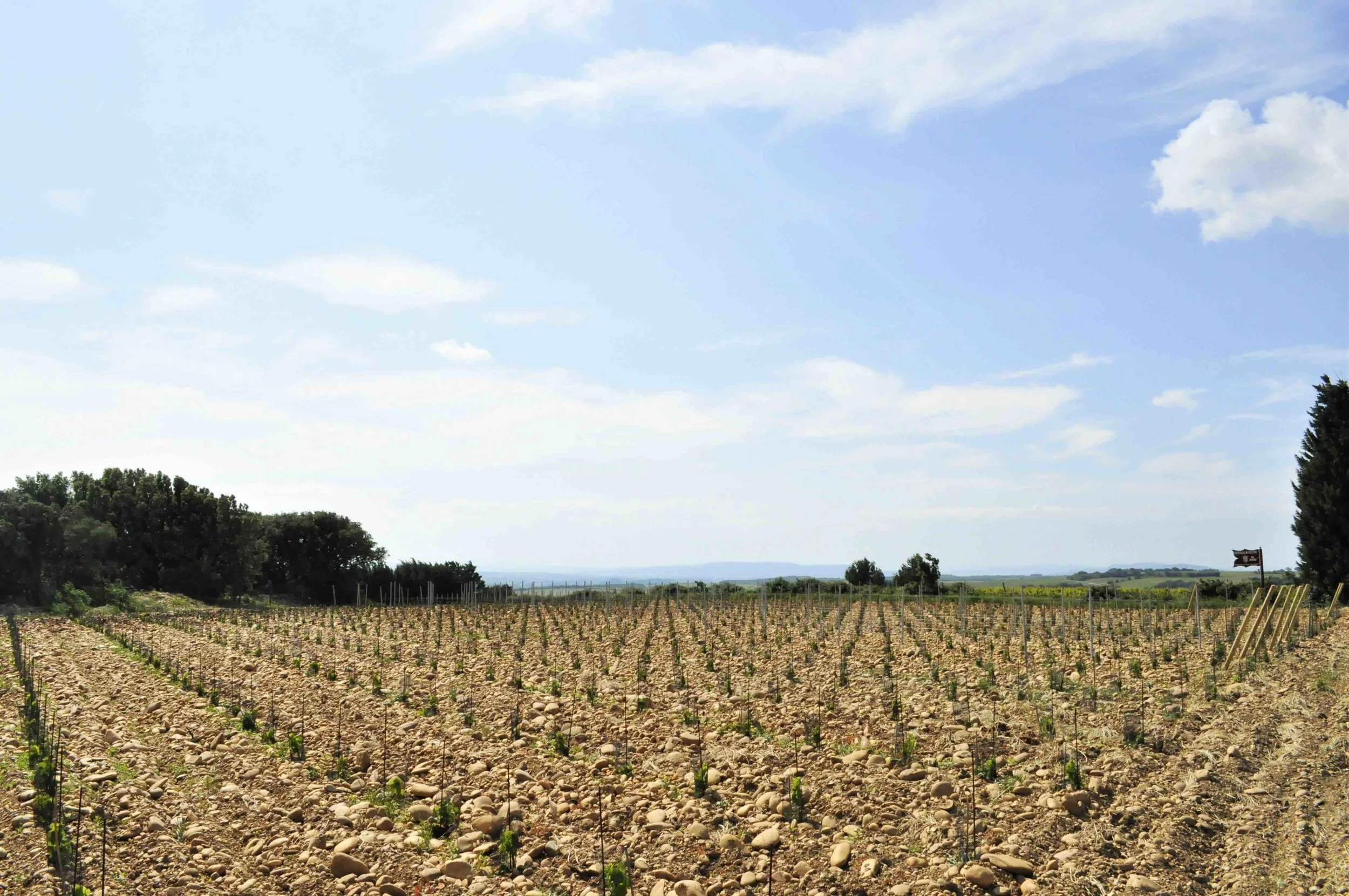 Rhone Vines 6 low res.jpg