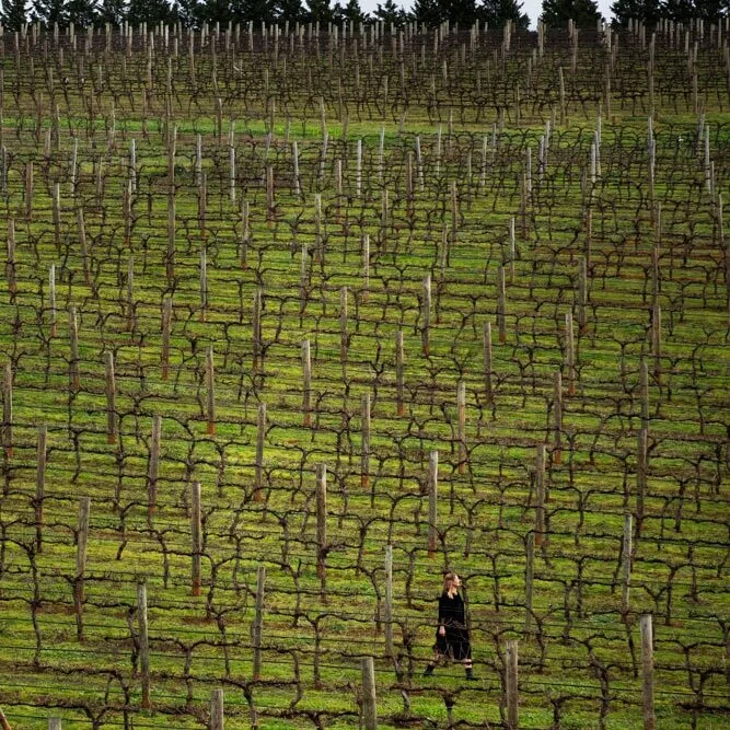 Reed Wines - Central Victoria