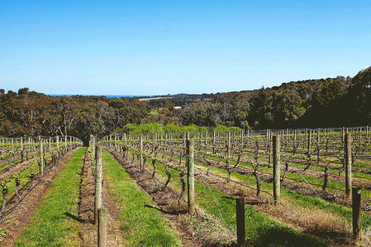Allies Wines - Mornington Peninsula