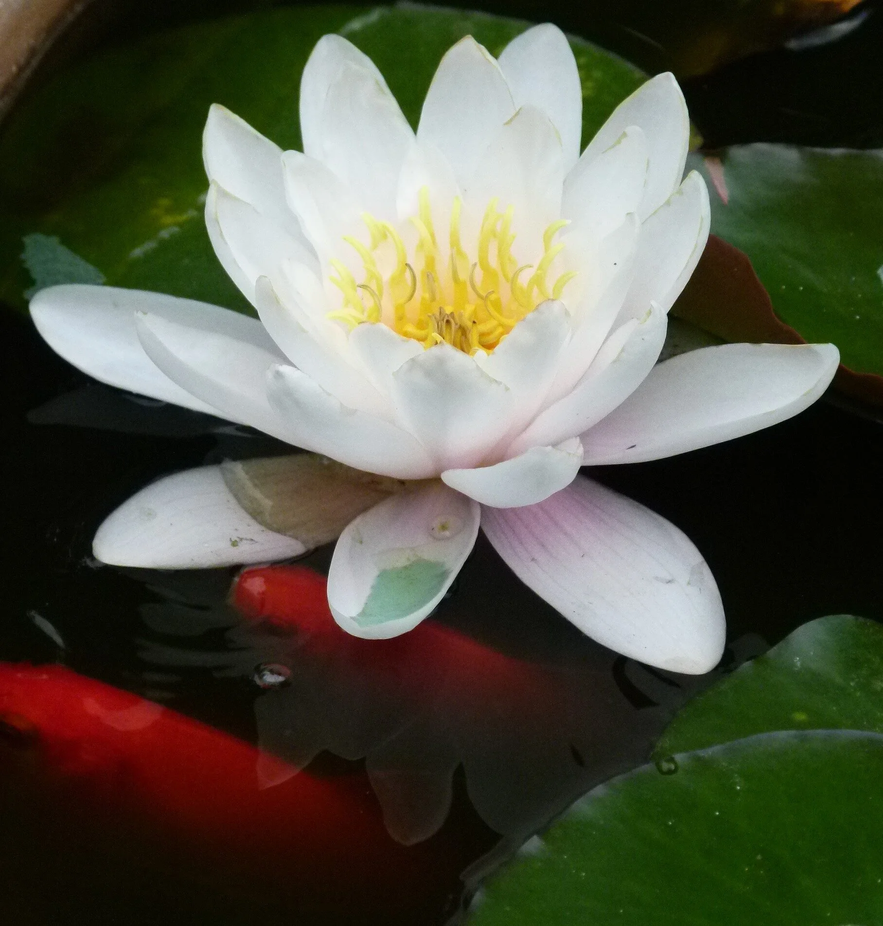 Term 3 2022 Adult Classes at Green Monday