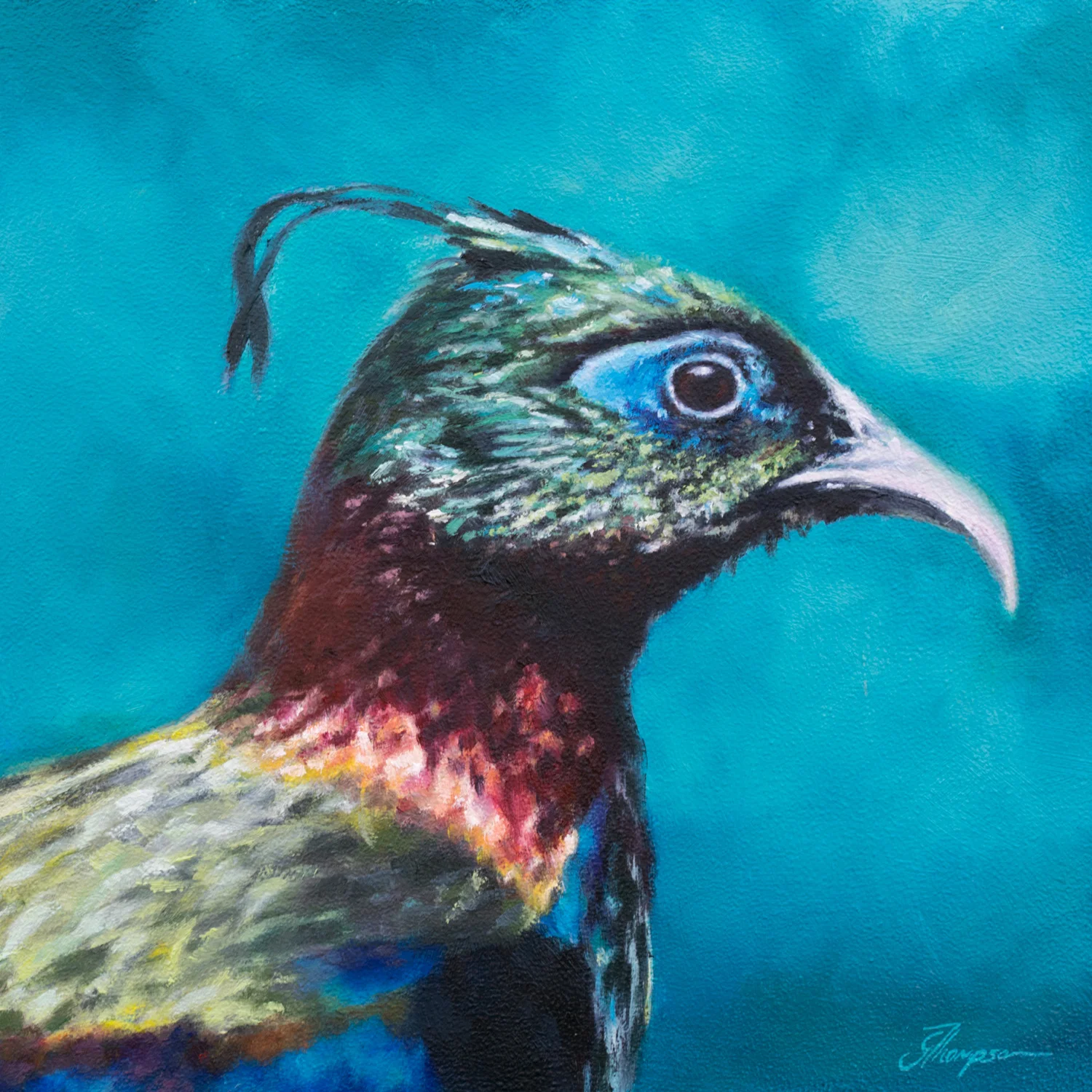 Impeyan Pheasant - SOLD