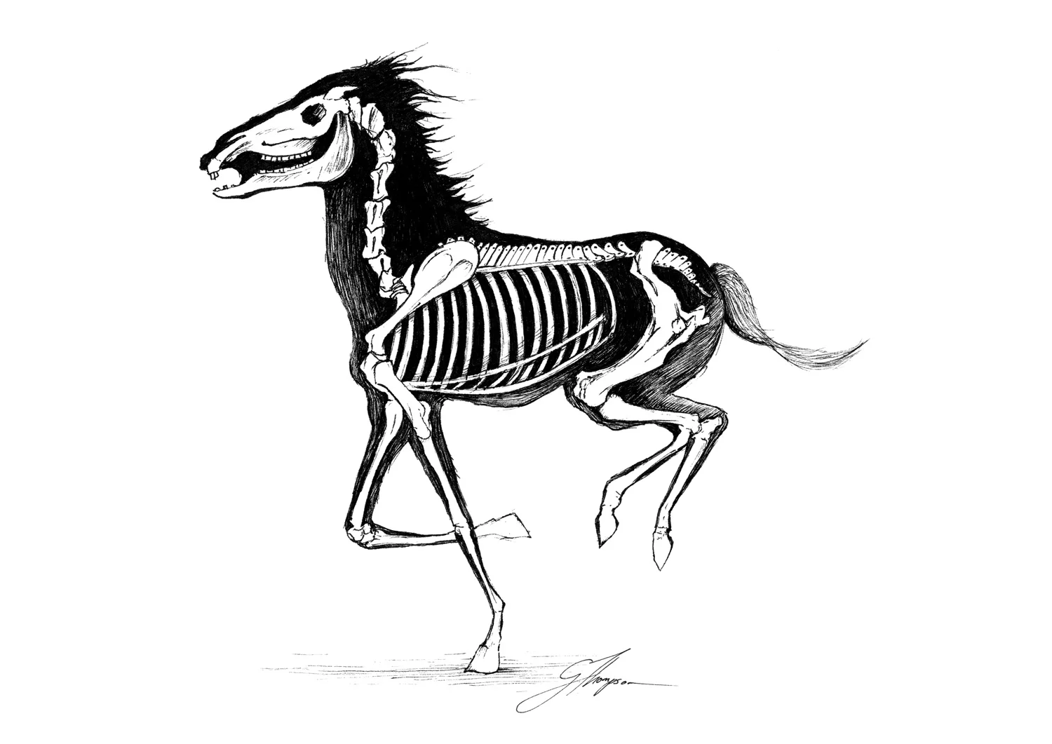 shop-cross-section-horse-print.jpg