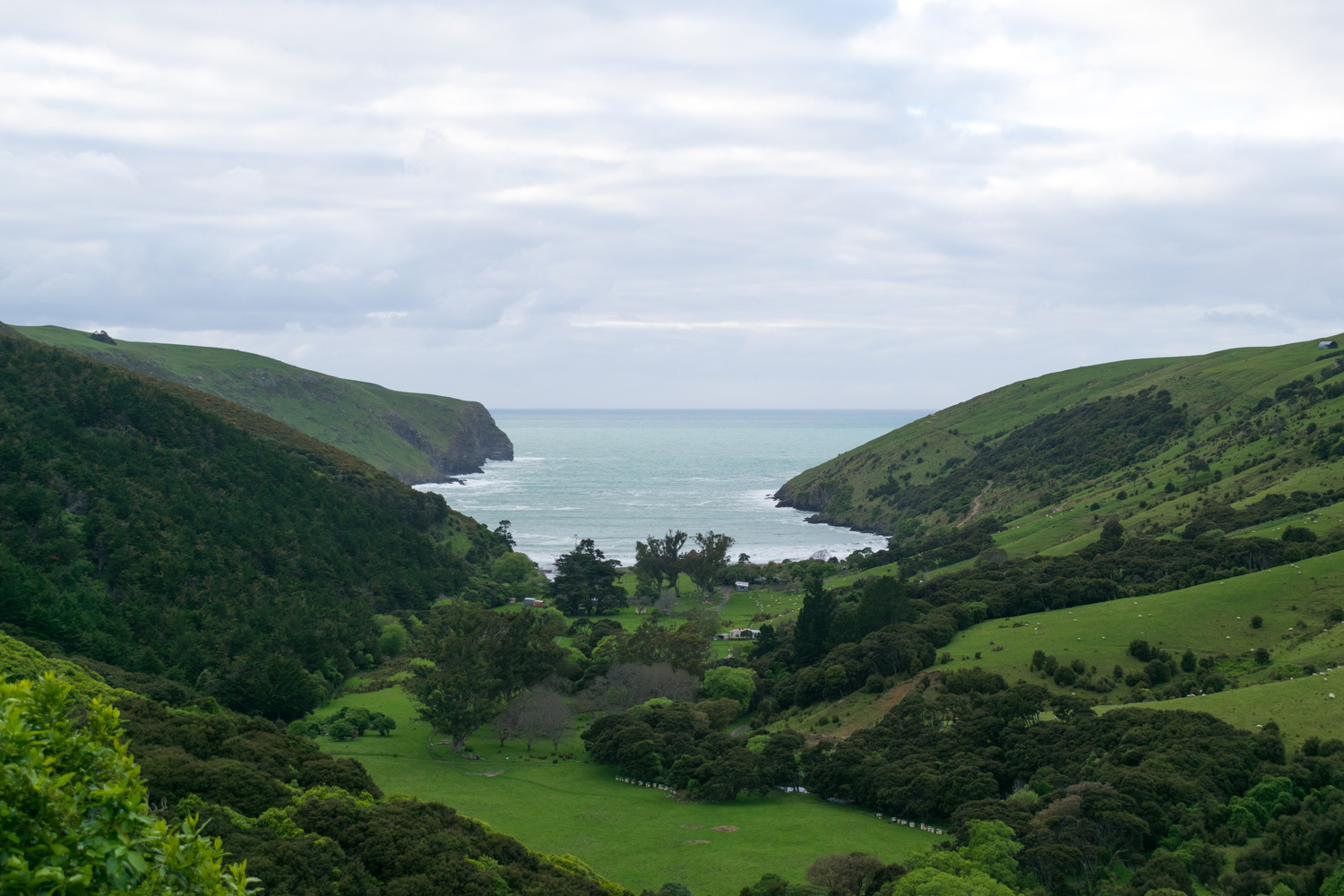 blog-hinewai-artist-retreat-walk-view.jpg