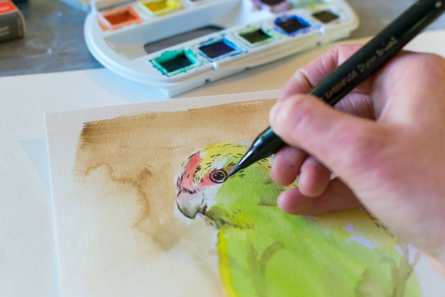 Start of the Kakariki sketch.