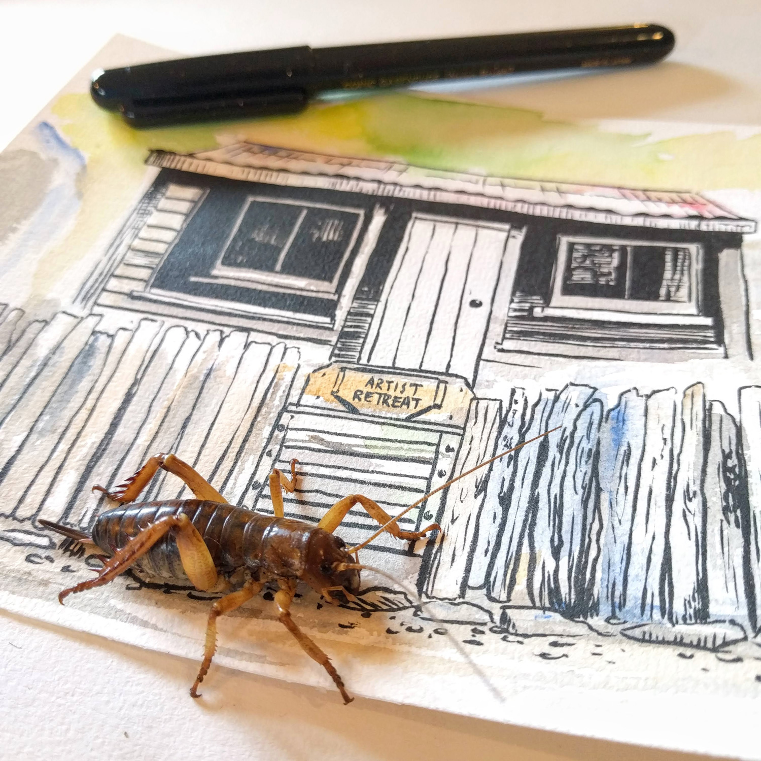 blog-hinewai-artist-retreat-weta-drawing.jpg