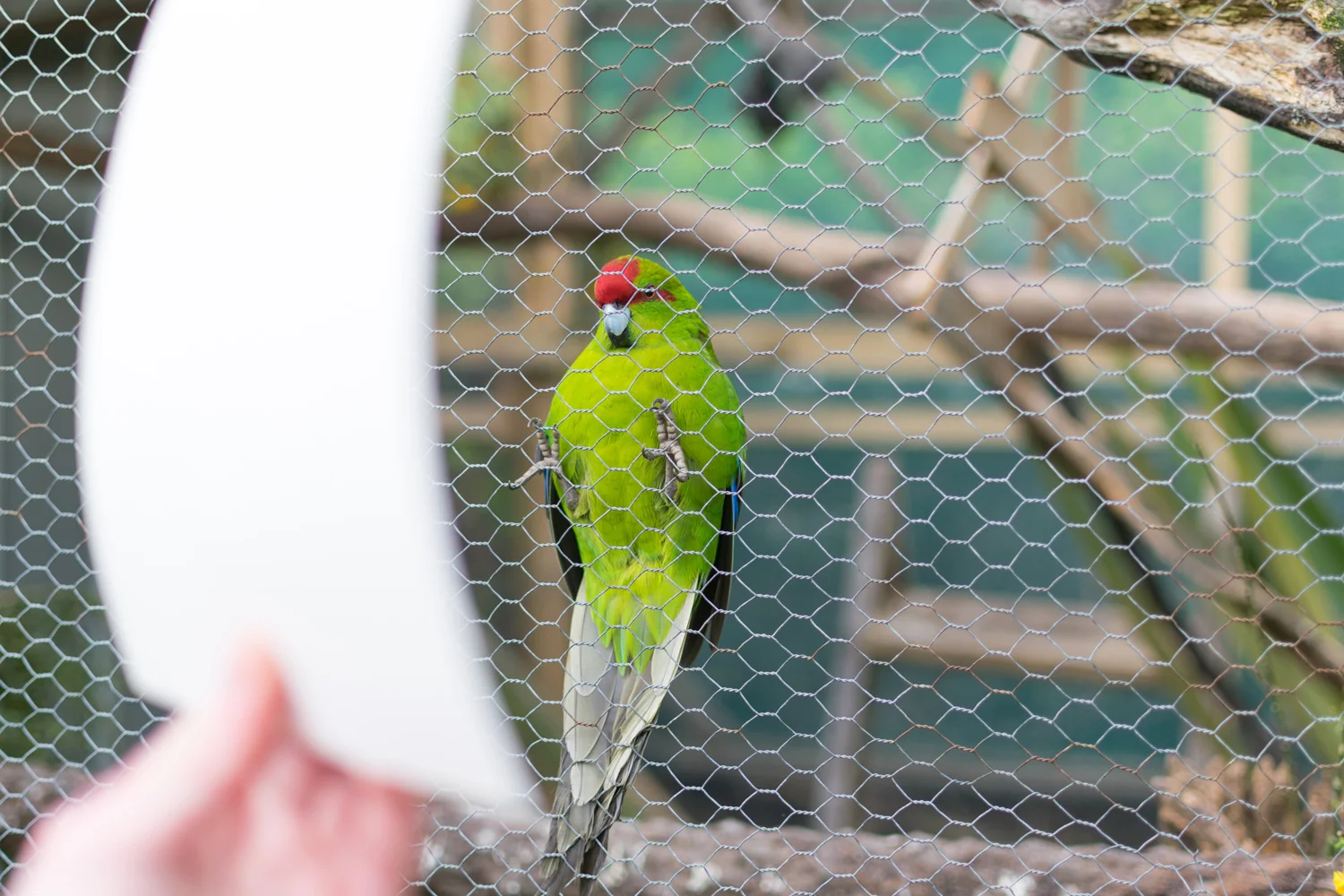 I had to show the Kakariki the finished bird sketch.