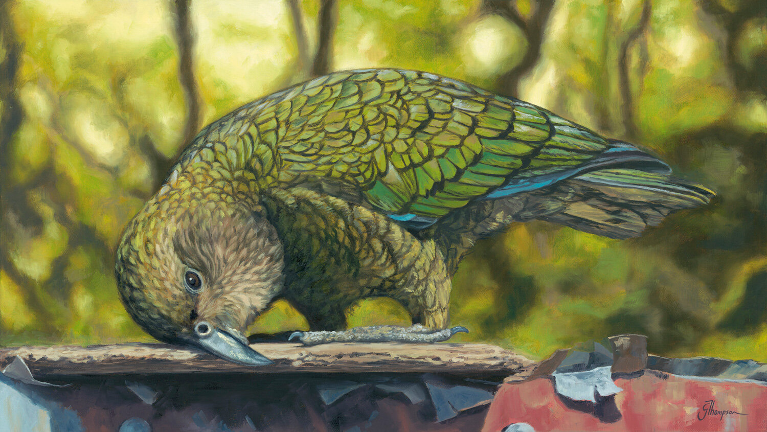 Kea on the Roof - Giclee Print - Unframed A2
