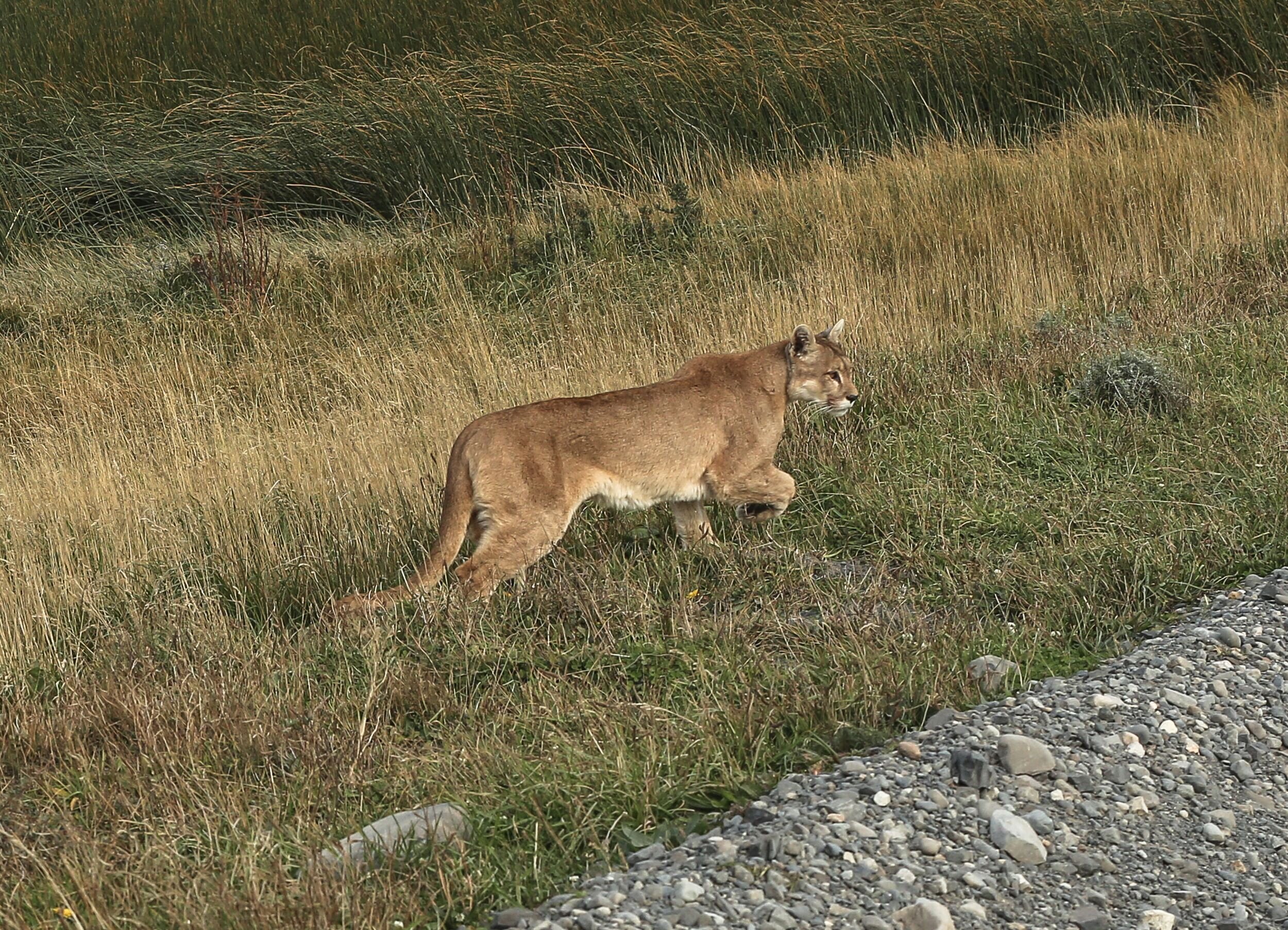 Track Pumas in Patagonia