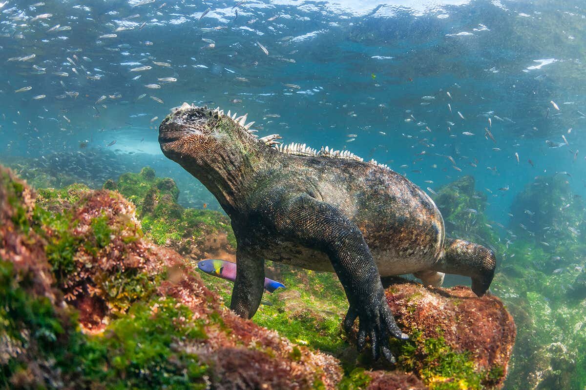 Get Up Close With The Endemic Animals of Galapagos