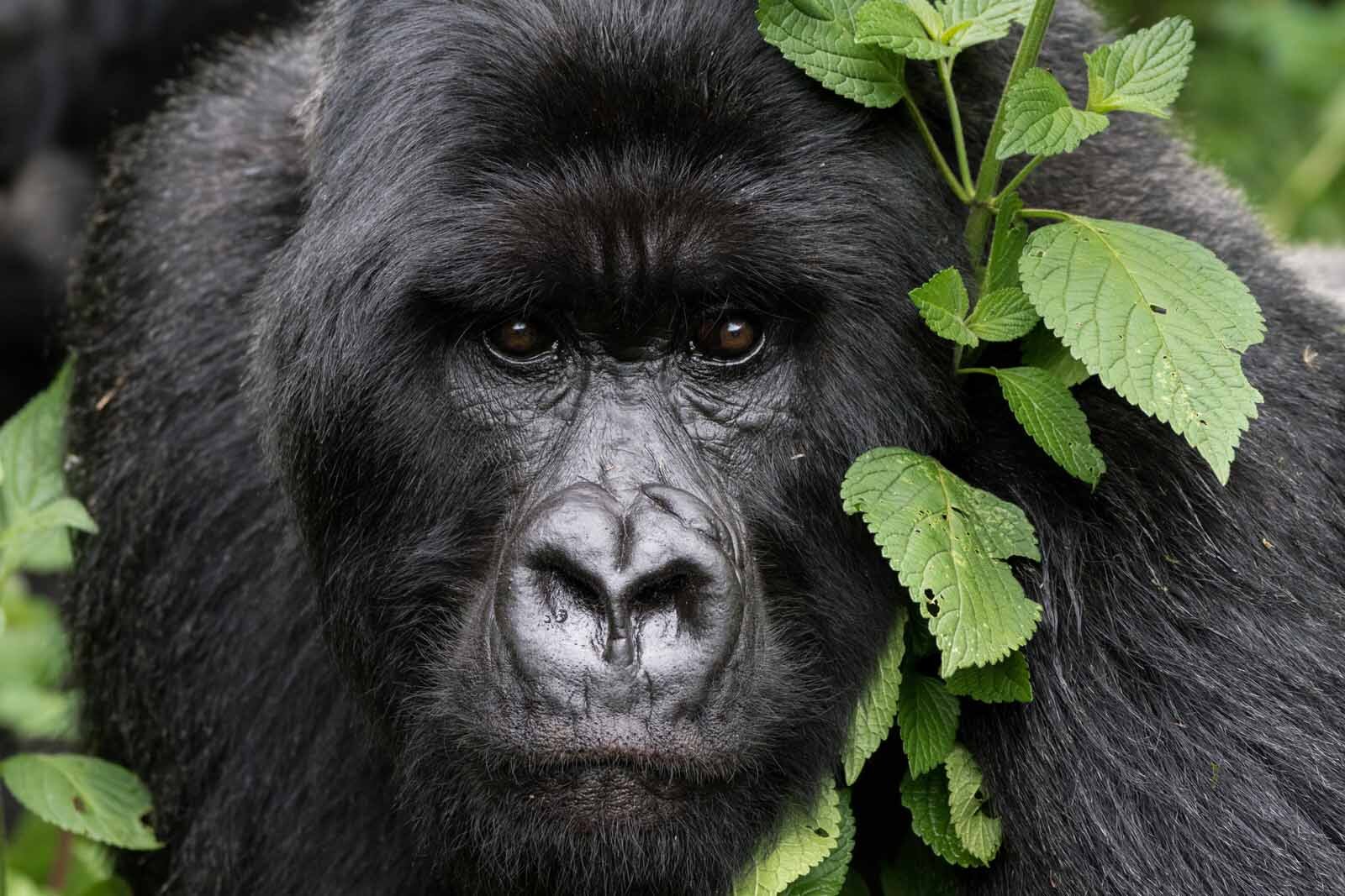 Come Face To Face With Mountain Gorillas