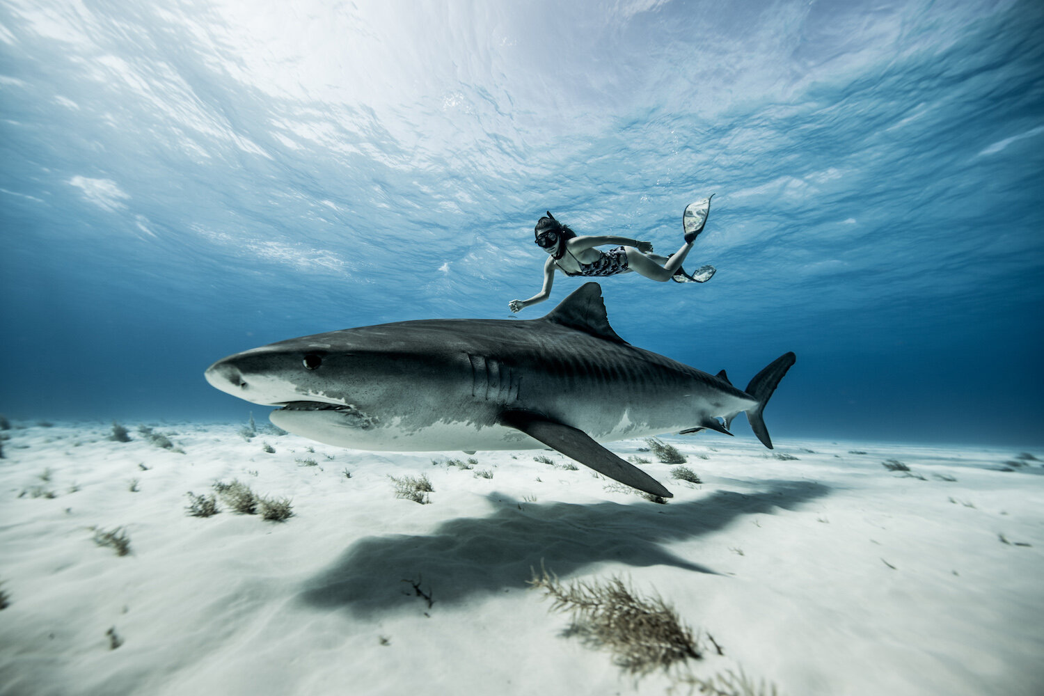 Dive With Tiger and Hammerhead Sharks