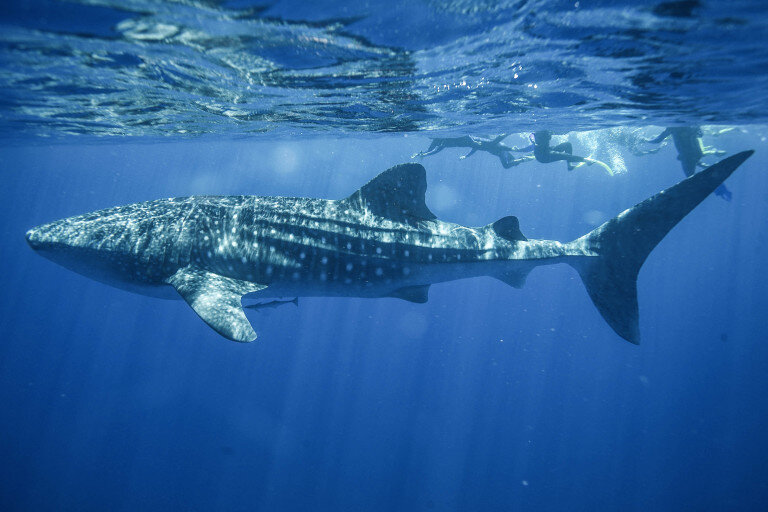 Swim With Whale Sharks off Ningaloo Reef