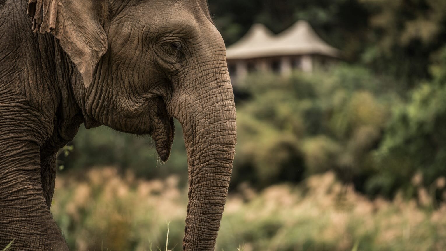 Get Up Close with Gentle Asian Elephants in Chiang Rai