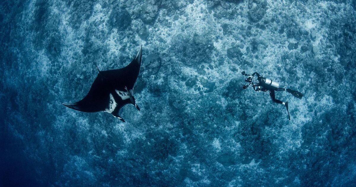 Dive With Manta Rays In The Maldives