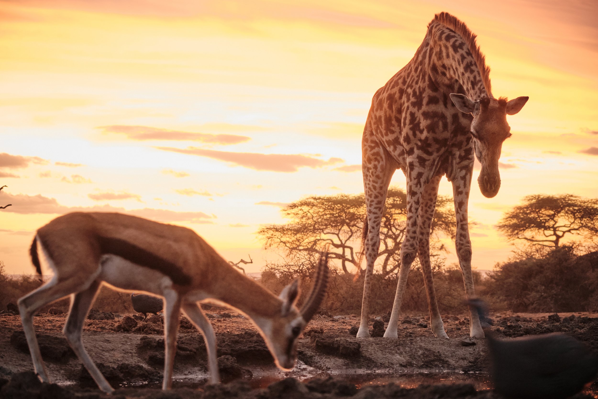 GreatPlains-Kenya-olDonyoLodge-Wildlife-AW57.jpeg