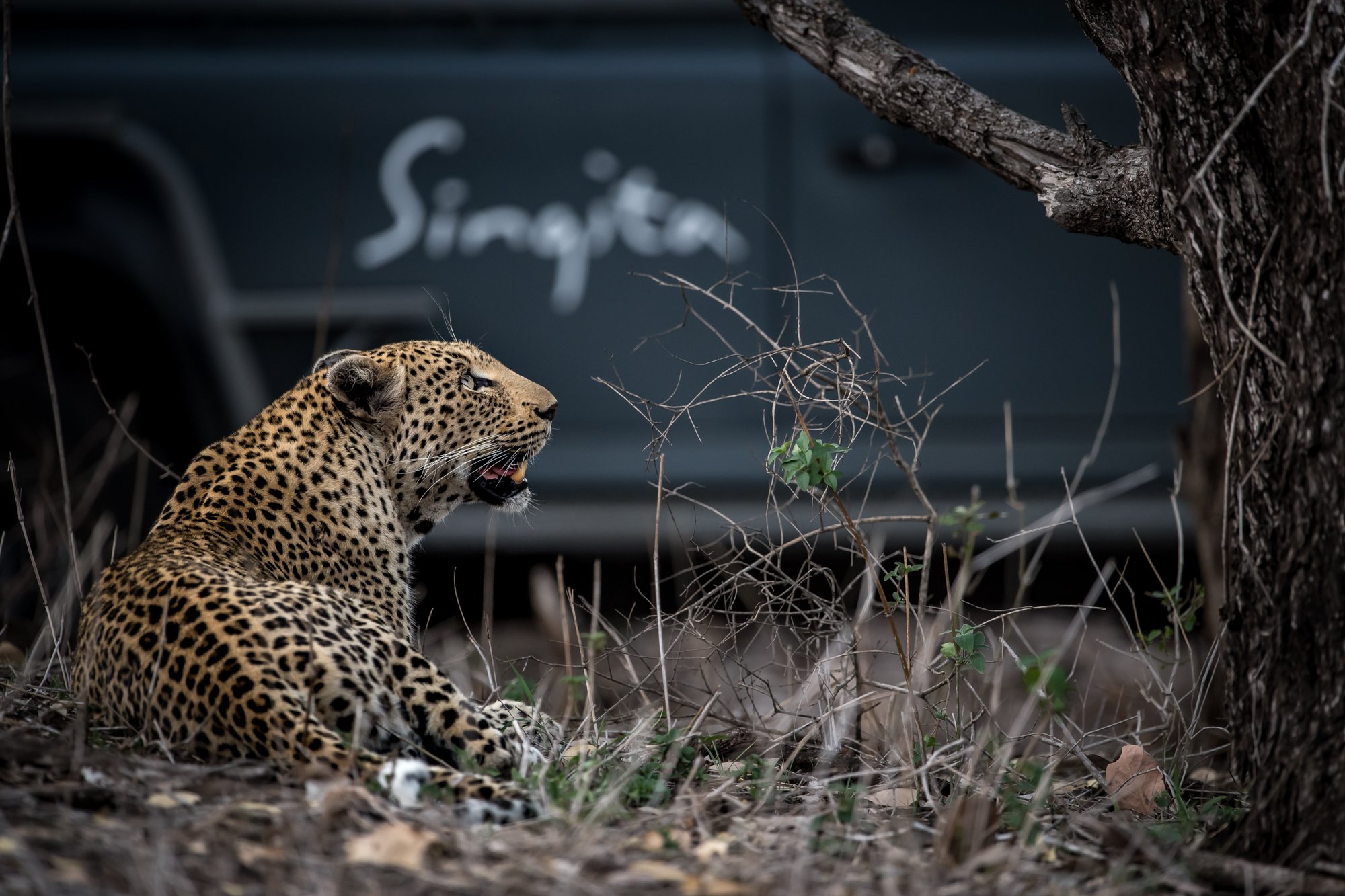 Singita Sabi Sand_Leopard and Game Drive Vehicle_Ross Couper.jpg