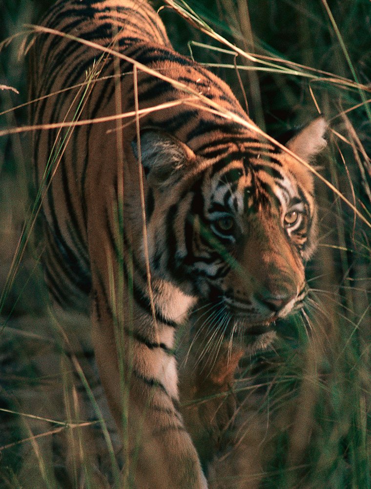 Aman-i-Khas,-India---Tiger_Office_12074.jpg