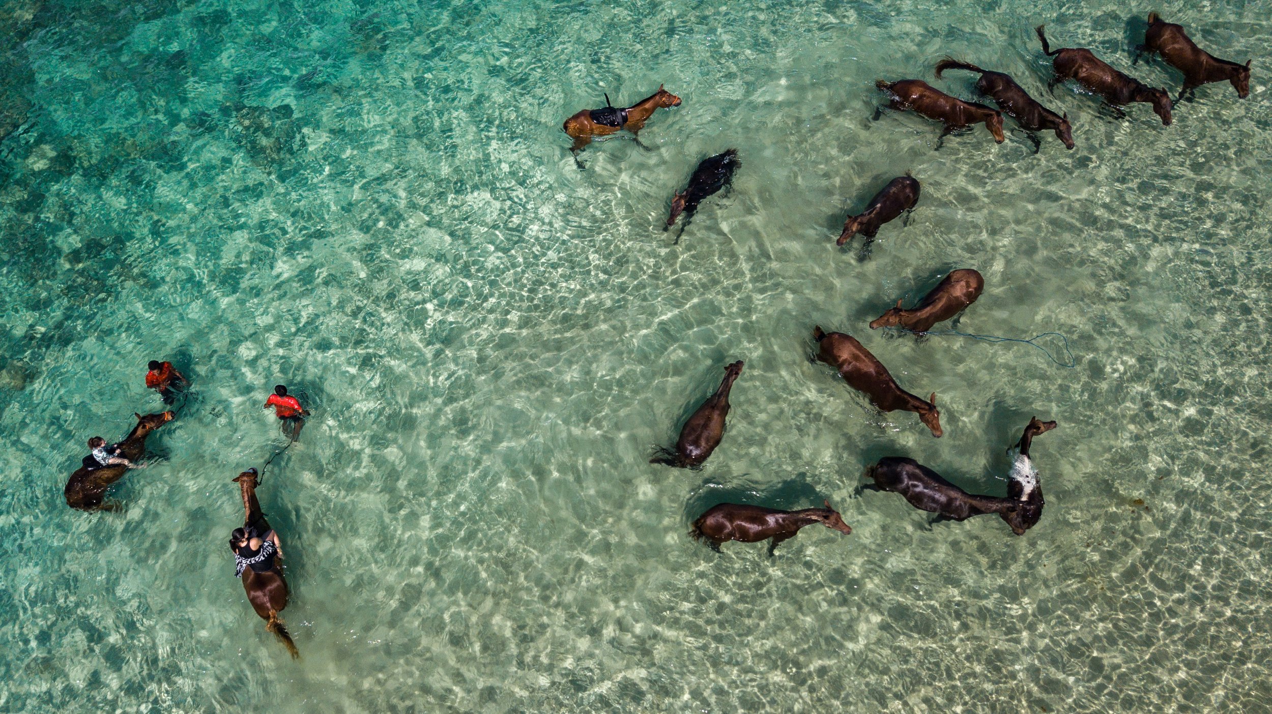 Horses 20190311_taniaAraujo-DJI_0239.jpeg