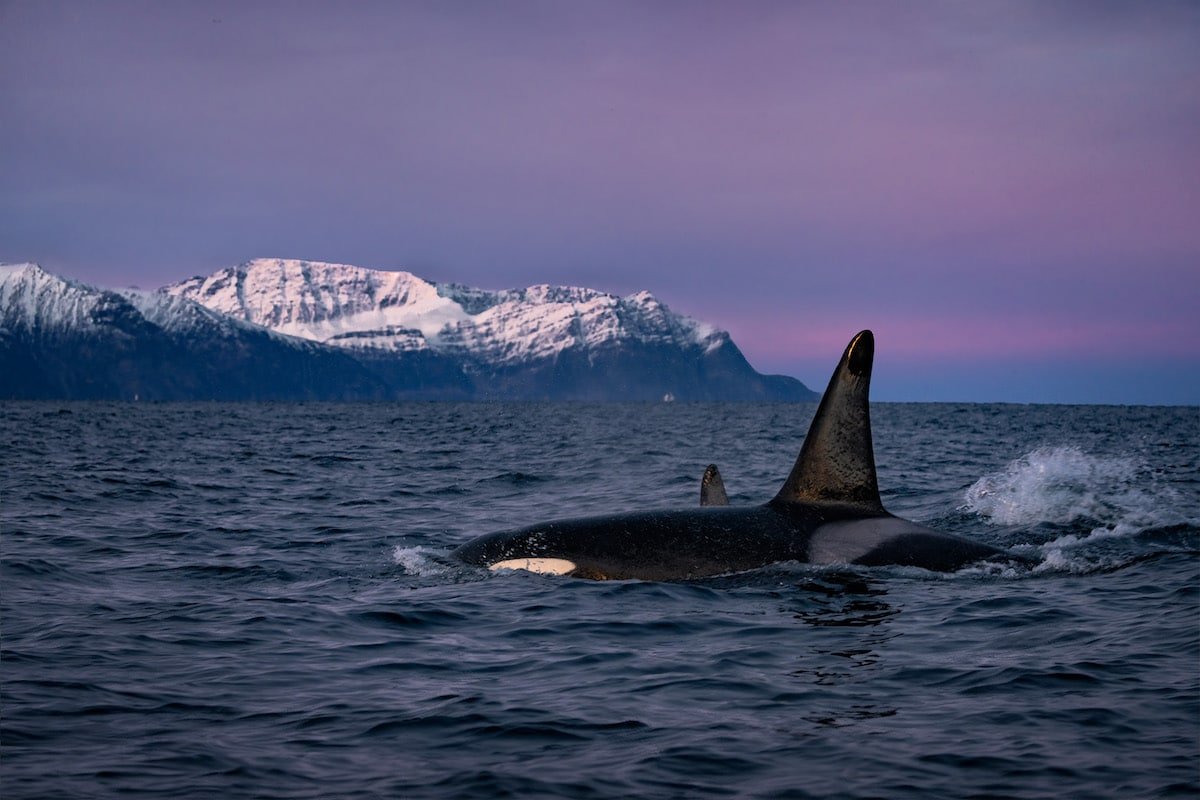 dan-zafra_swimming-with-orcas-norway-14.jpeg