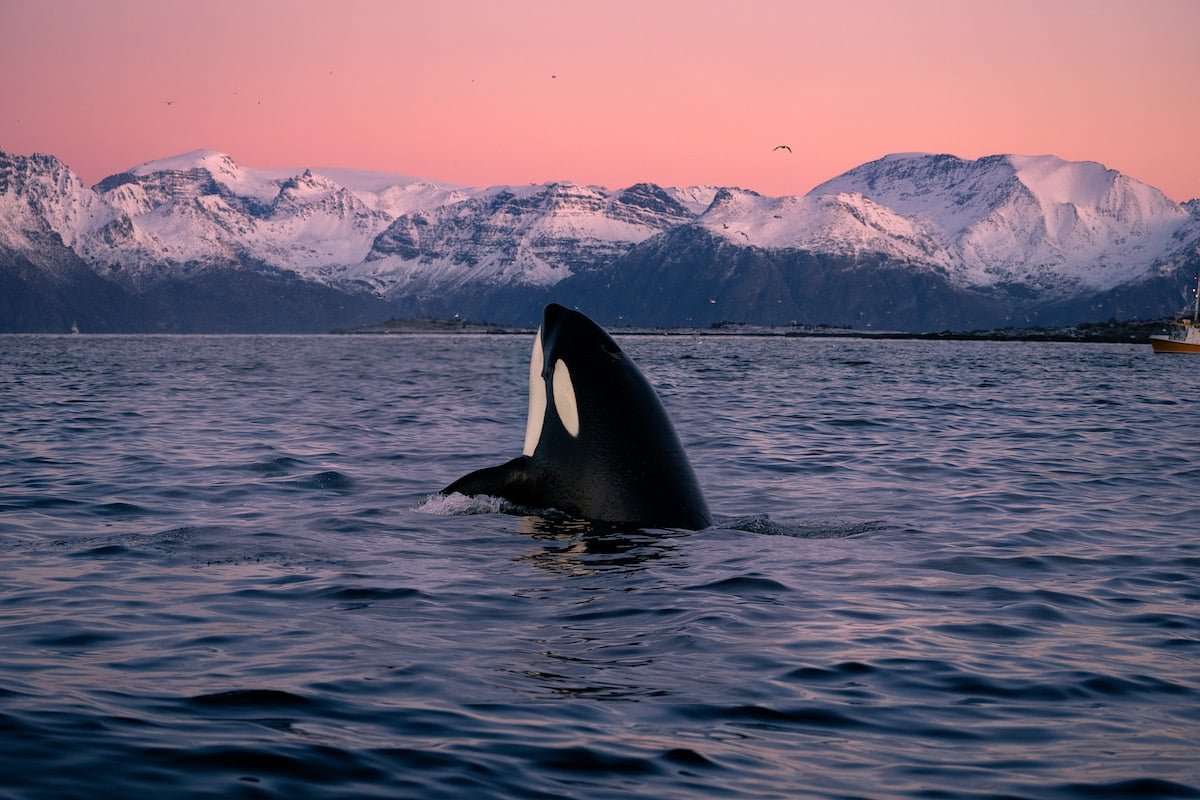 dan-zafra_swimming-with-orcas-norway-10.jpeg