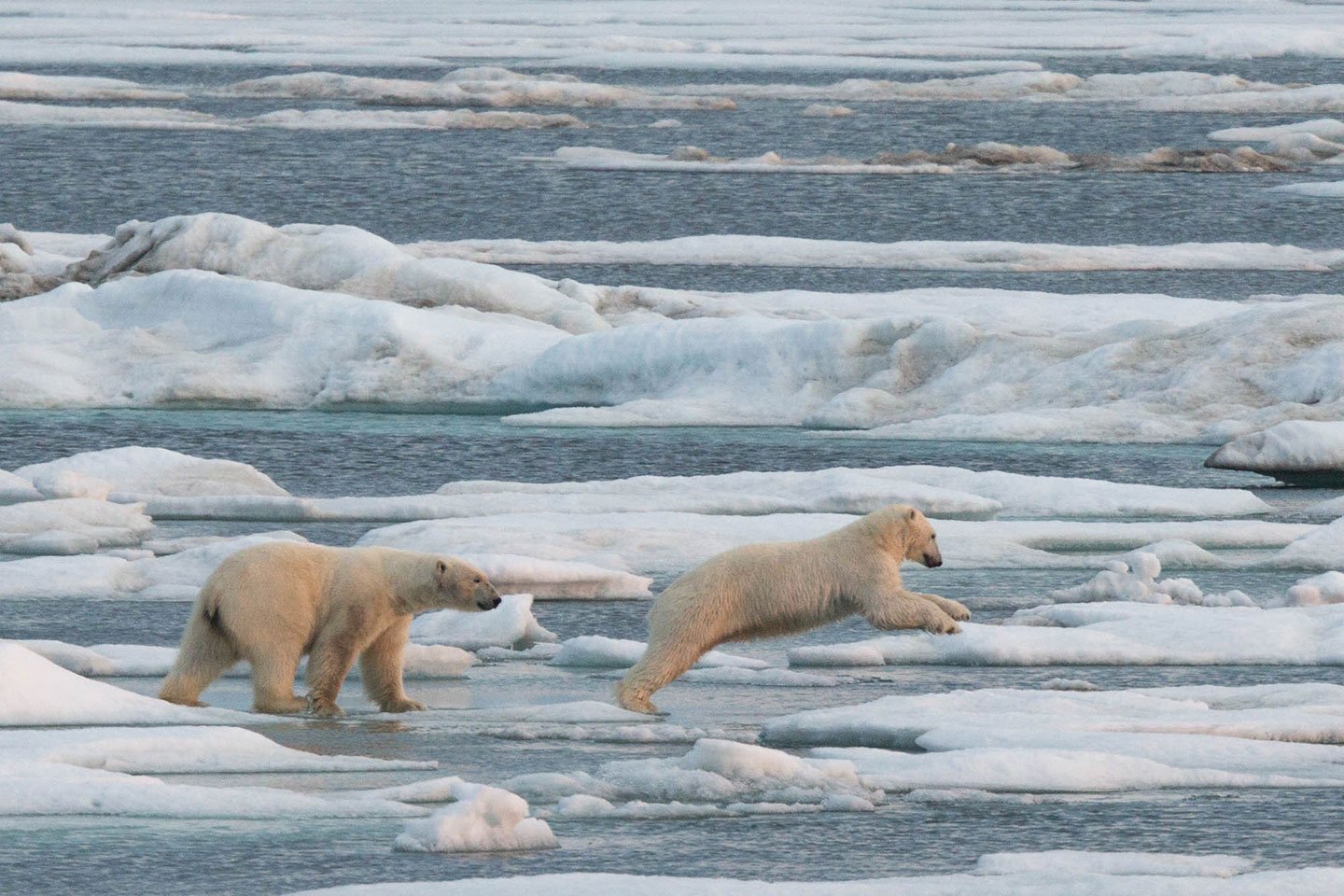 Photo- Sam Crimmin_Polar-bears-at-Wrangle-Island-SamCrimmin.jpeg