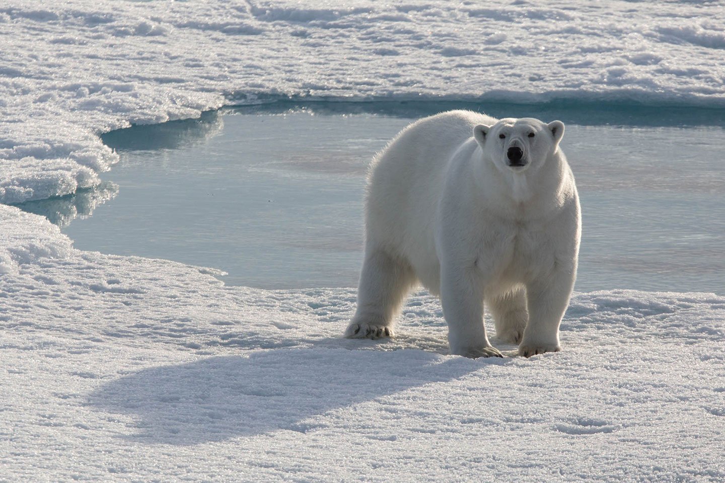 Photo- Sam Crimmin Fat-bear-sam-crimmin.jpeg