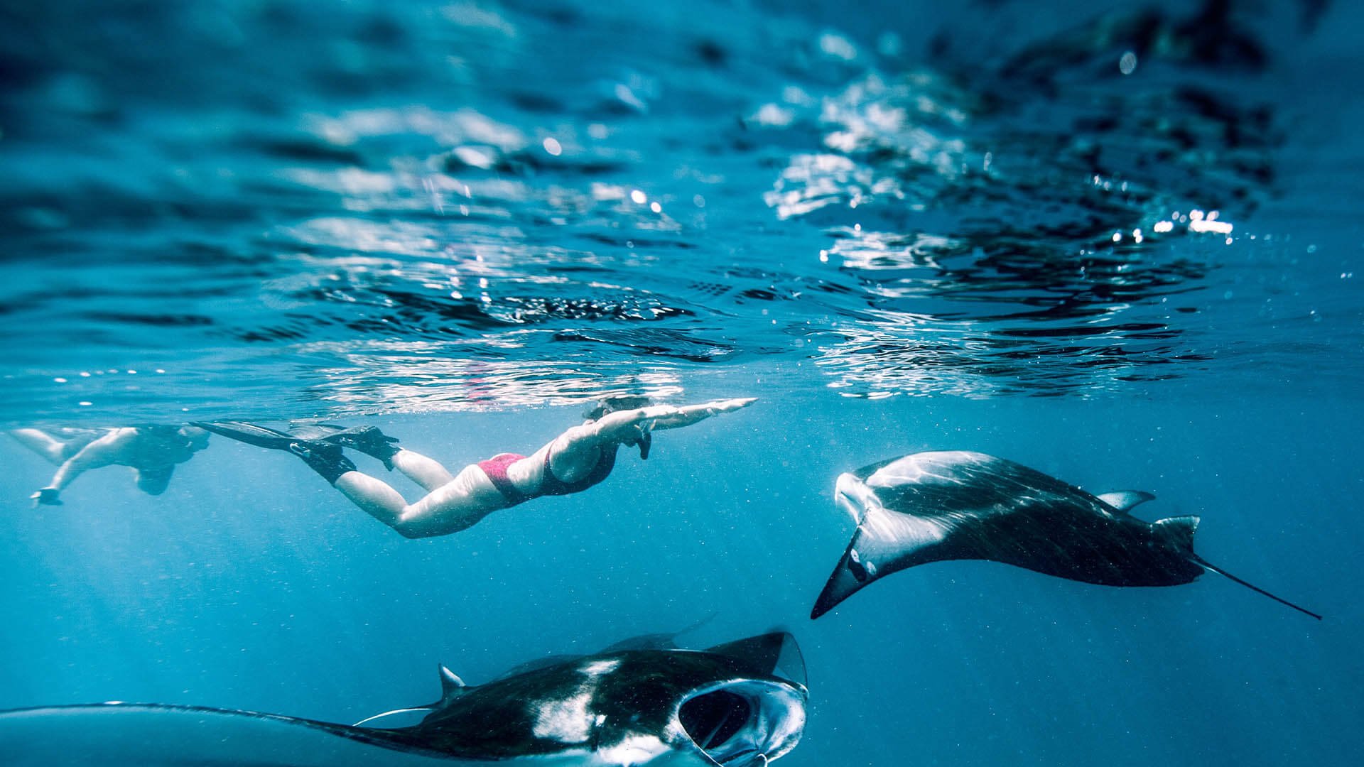 Manta rays_reethibeachresort_snorkeling-with-mantas-banner-img.jpeg