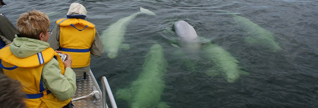 beluga-whale-4.jpg