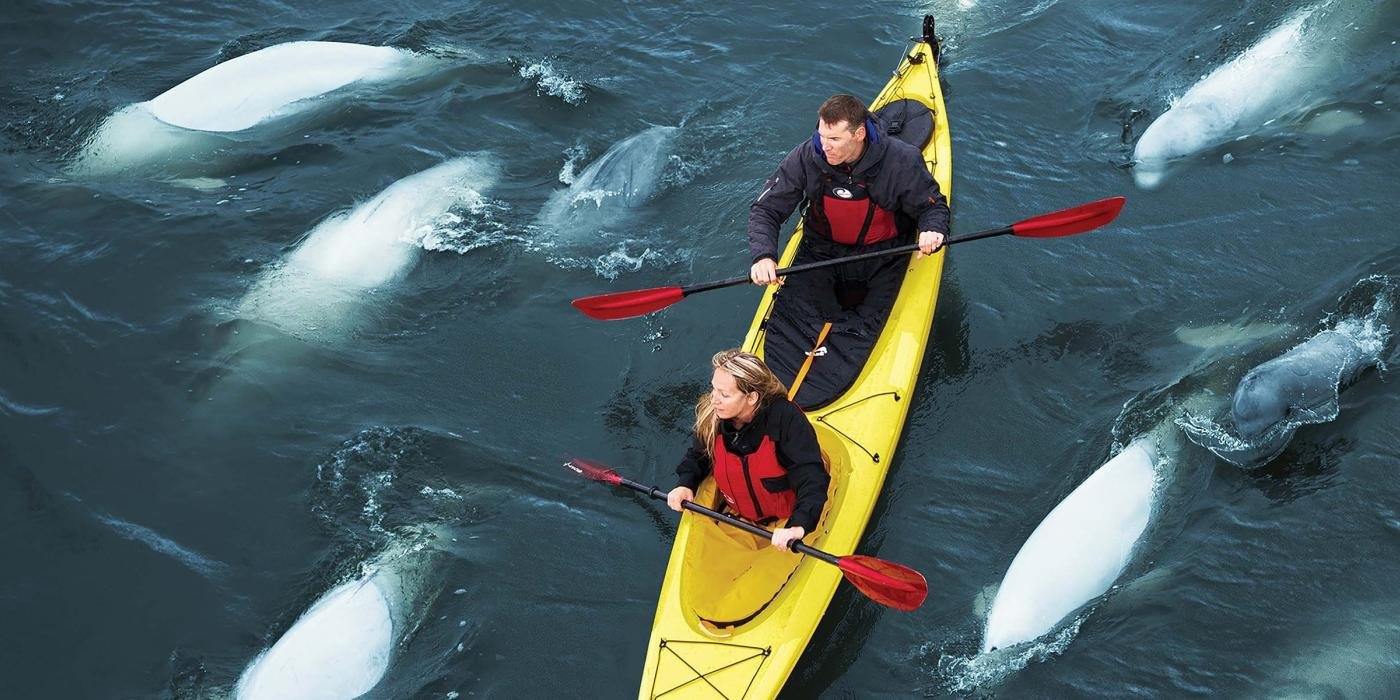 Kayaking-with-Beluga-Whales_5a02da0fbc799ade054813c4a8915839.jpg