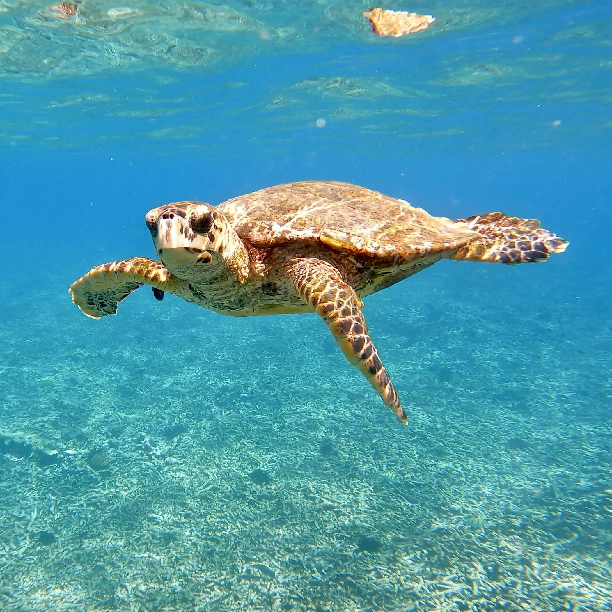 Hawksbill_turtle.jpg