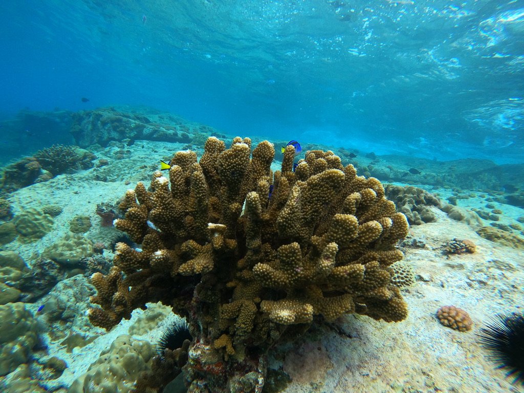 Coral.jpeg